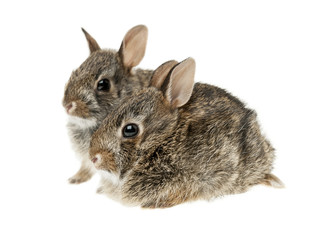 Two baby bunny rabbits