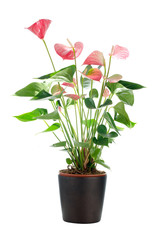 Beautiful Anthedesia anthurium