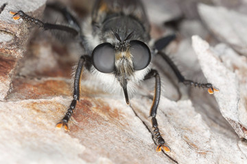 Choerades igneus, a rare and endangered Robber fly on pine