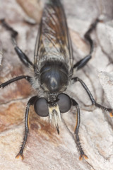 Choerades igneus, a rare and endangered Robber fly on pine