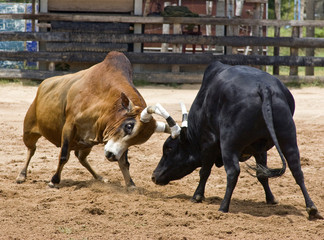 Bull fighting - 56402614