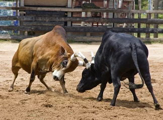 Zelfklevend Fotobehang Stierenvechten Bull fighting