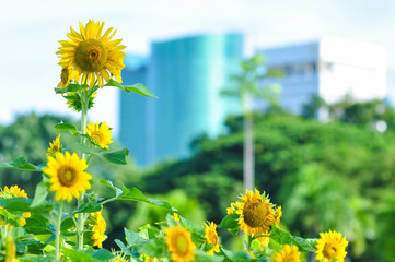 Sunflower in park city