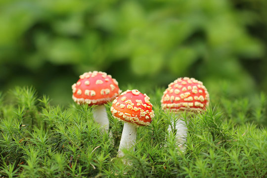 three young red and white spotted fly-agaric