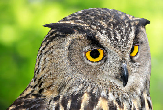 Eagle Owl, Bubo bubo