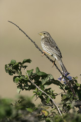 Corn bunting, Emberiza calandra