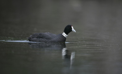 Crested or red-knobbed coot, Fulica cristata