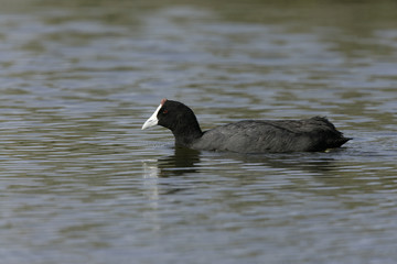 Crested or red-knobbed coot, Fulica cristata