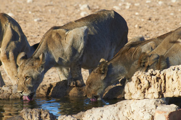 Lwen am Dalkeith Wasserloch in Sdafrika