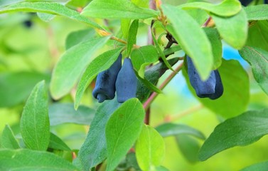 Maibeere - Sweetberry Honeysuckle 04