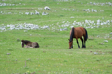 Horses