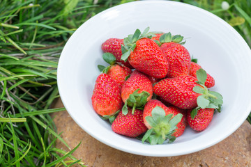 Strawberries in a bowl in the garden close up