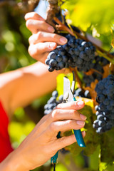 Woman picking grapes with shear