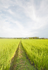 Rice field green