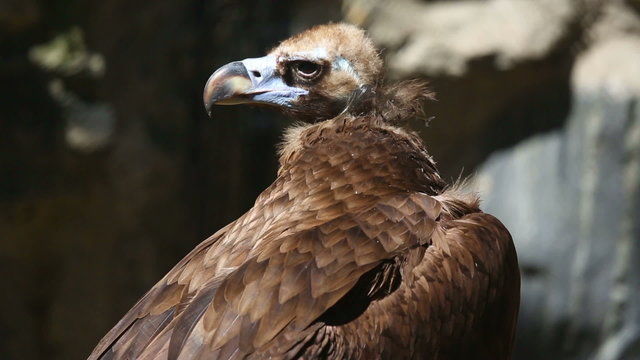 Vulture at the Zoo