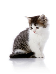 Gray with white the kitten sits on a white background.
