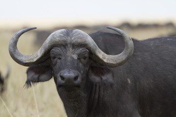 African cape buffalo portrait