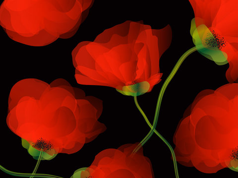 Poppy background illustration