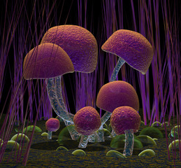 Fototapeta Mushrooms obraz