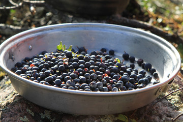 Heidelbeeren sammeln