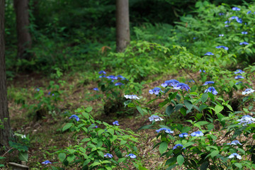 紫陽花