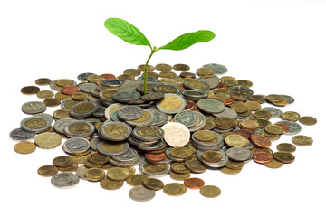 tree growing on coins