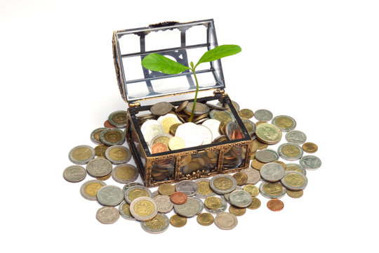 tree growing on coin chest