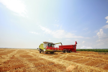 Obraz premium New combine harvester working in a wheat field
