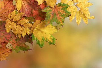 autumn background