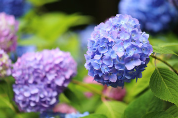 紫陽花