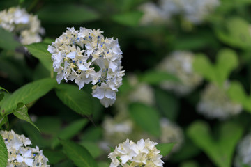 紫陽花