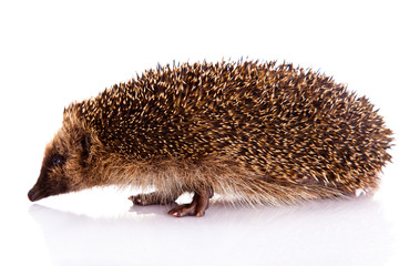 hedgehog isolated on white background