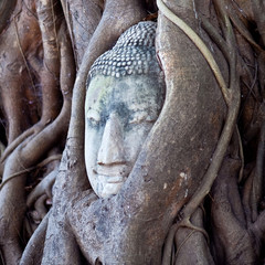 Ancient Buddha's Head in Tree Roots in Ayutthaya, Thailand