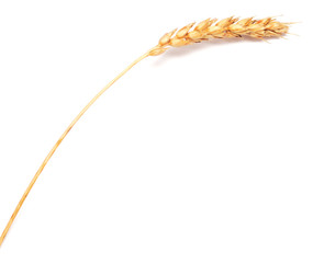 wheat ear
