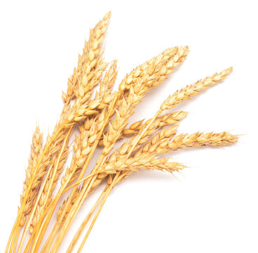golden wheat