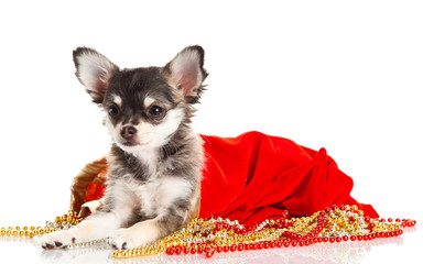 chihuahua isolated on white background