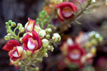 Shorea robusta, also known as Sal or shala tree