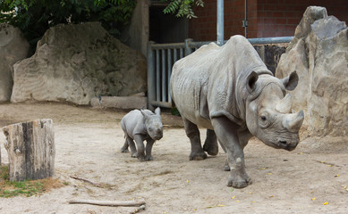 rhino rhinoceros animal baby  zoo - obrazy, fototapety, plakaty