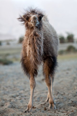 Bactrian Camel in desert of Nubra valley, Ladakh, North India