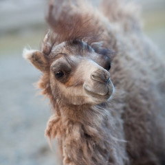 Bactrian Camel in Nubra valley, Ladakh, North India