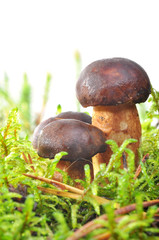 mushroom in moss