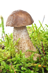 mushroom in moss