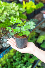 Small herb and flower garden built on terrace or roof