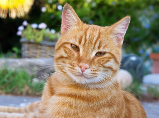 Red cat - Gatto rosso