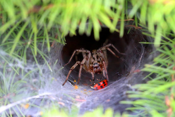 Tarantula