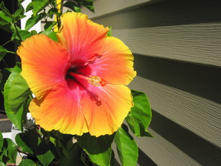 Hibiscus
