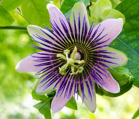 Passionsblume 