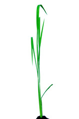 Isolated rice plant on white background