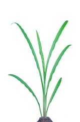 Fototapeta premium Isolated green grass plant on white background