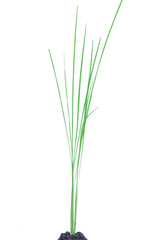 Isolated rice plant on white background